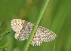 <p>VLNOPÁSNÍK KOSTKOVANÝ (Scopula immorata) ---- /Marmorierter Kleinspanner/</p>